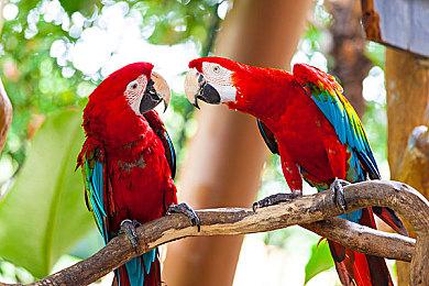 《枪火重生》全新DLC“古木灵歌”首曝：现已可添加至Steam愿望单!